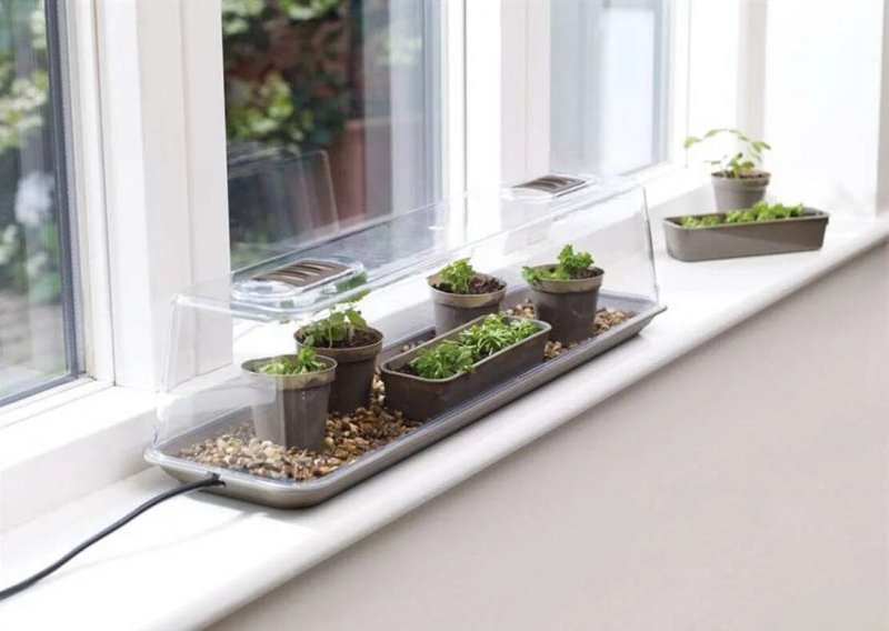 Mini greenhouse on the windowsill