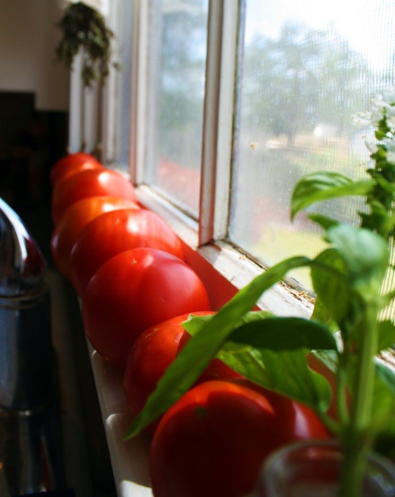 Balcony tomatoes