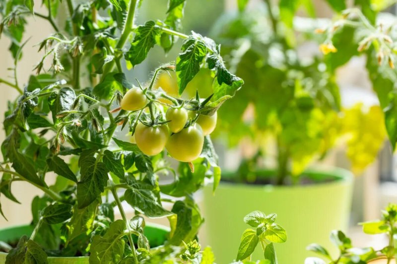 Tomatoes on the windowsill