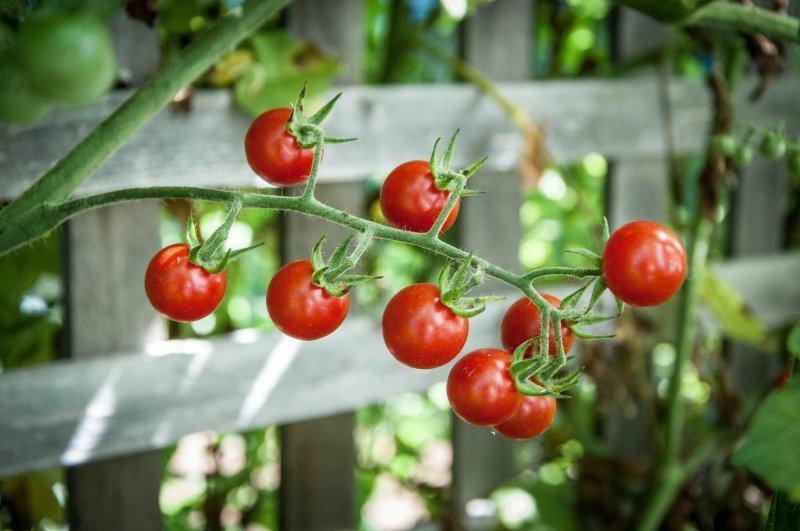 Cherry Tomato