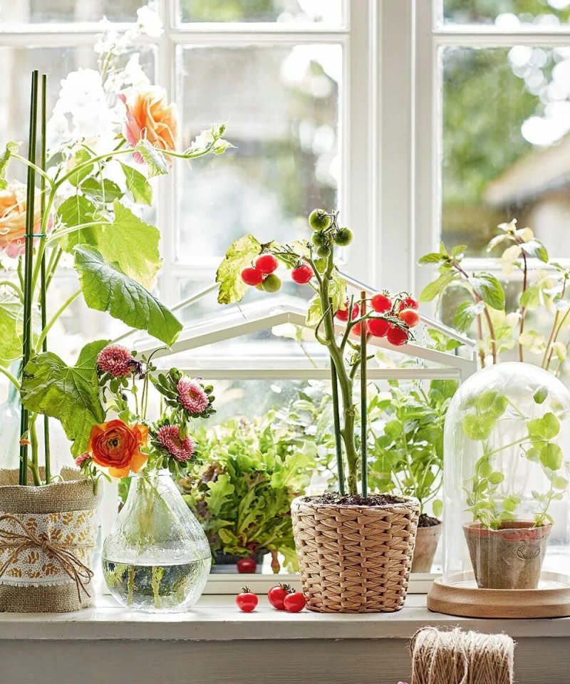 Orange on the windowsill