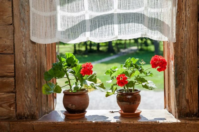 Flower on the windowsill