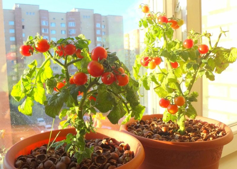 Cherry balcony miracle