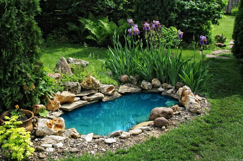 Pond in the garden