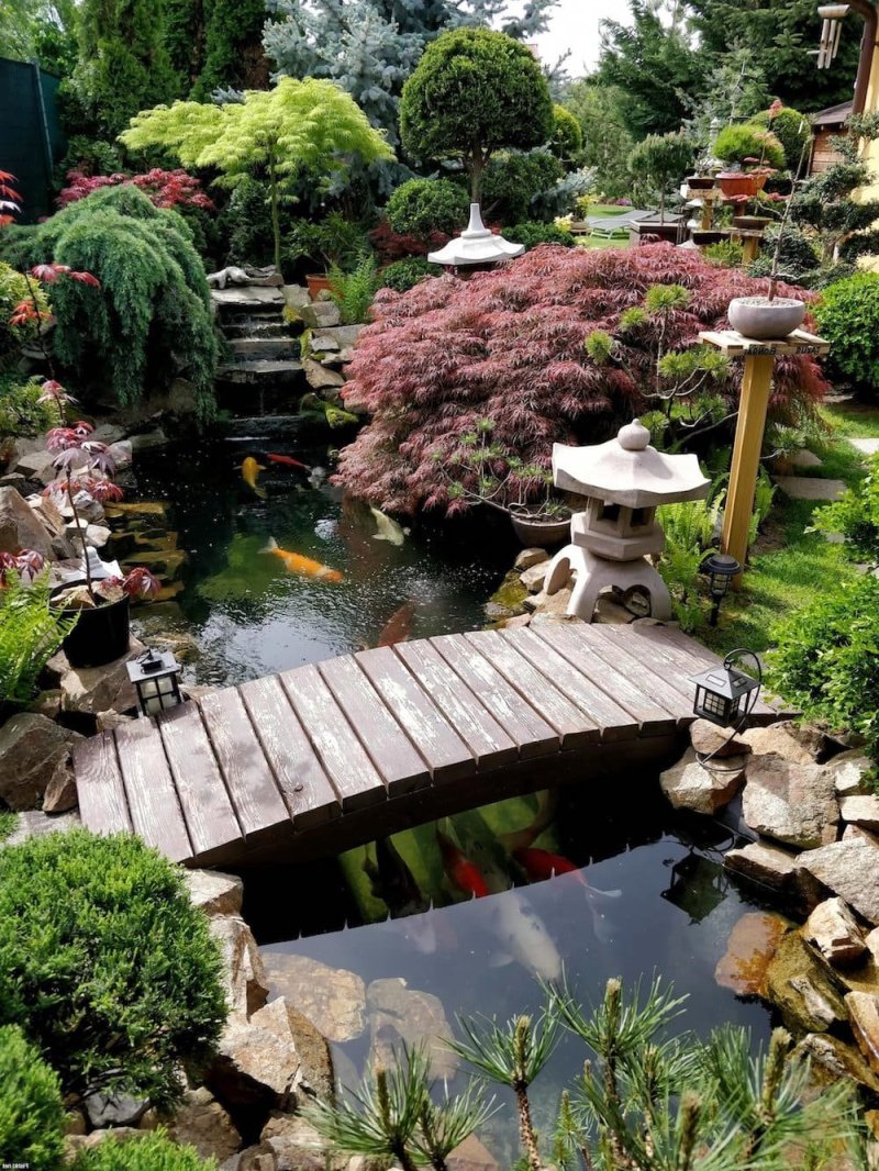 Japanese pond in the garden