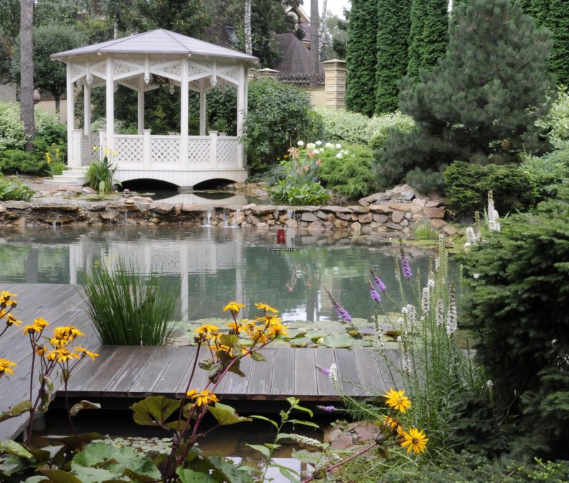 Pondik in the garden near the gazebo