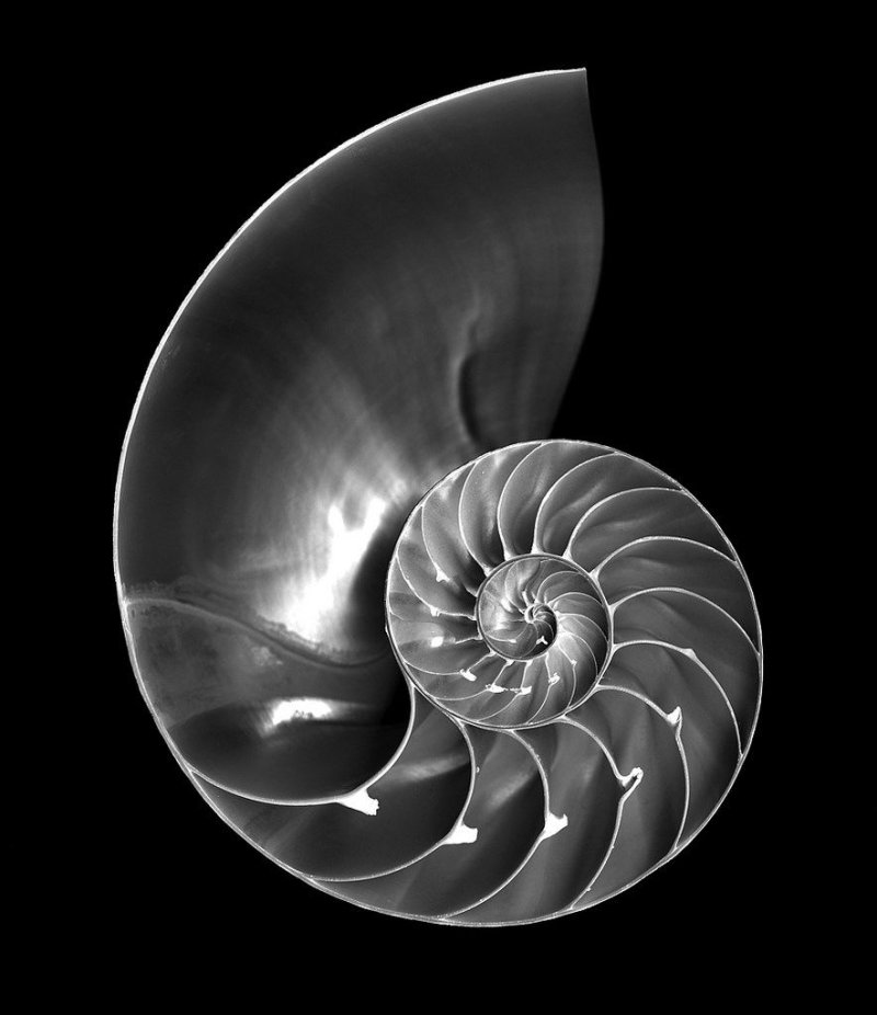 Nautilus sink Golden section