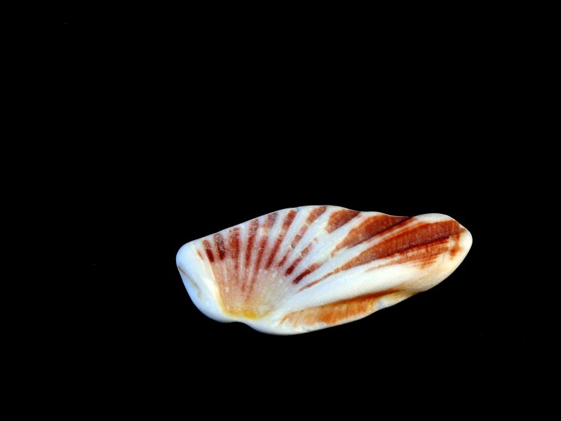 Seashell