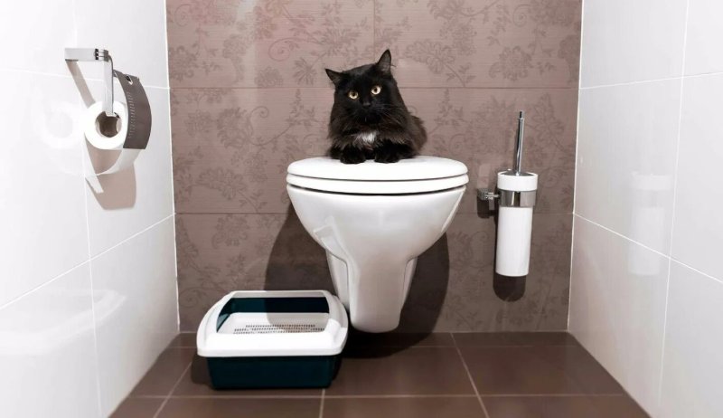 Toilet for cats