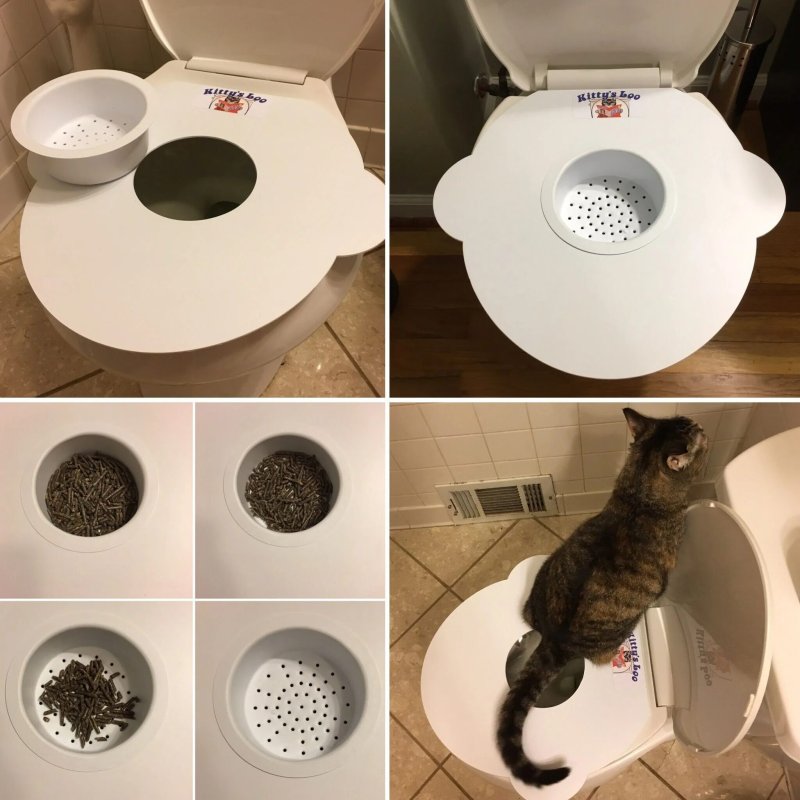 The toilet for a cat