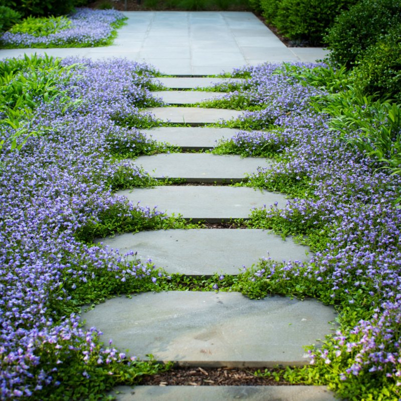 Mazus ground cover