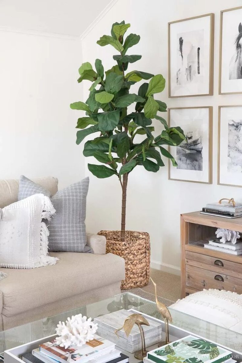 Lirat's ficus in the interior