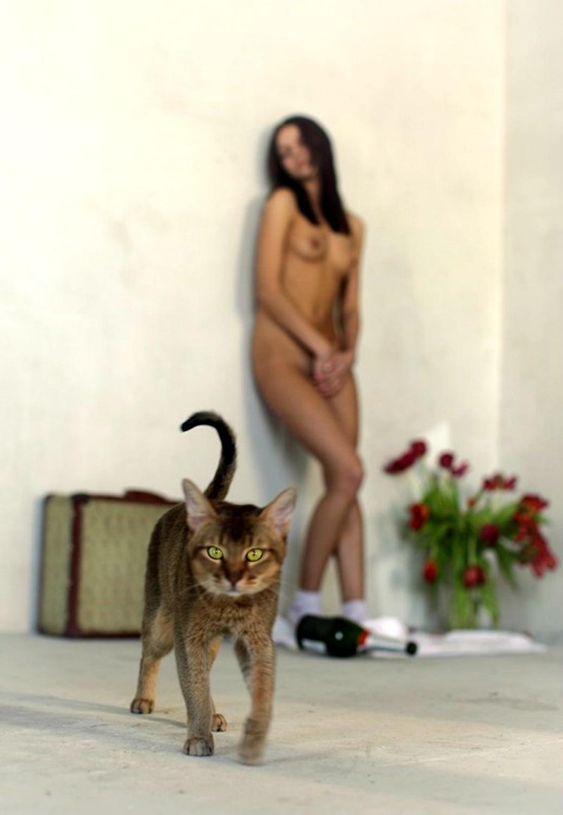 Abyssinian cat