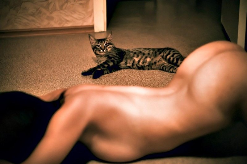Savannah cat