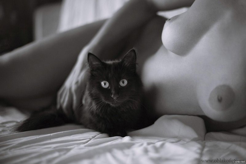 Cat erotica