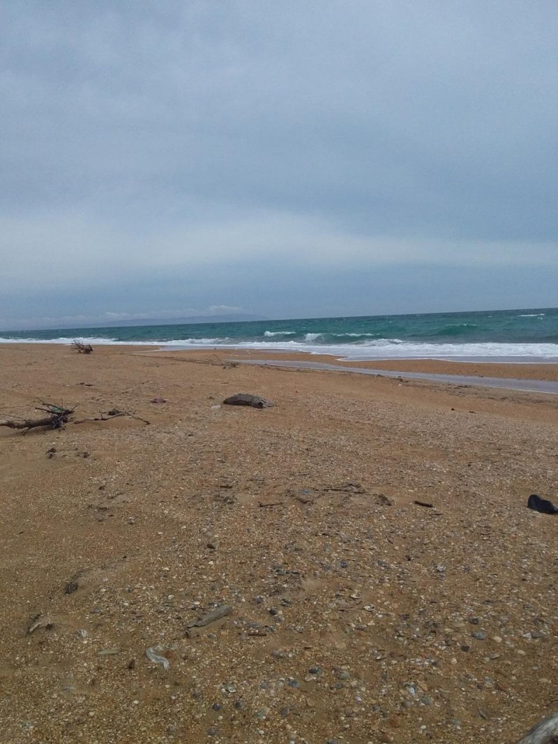 Dead seals on the shores of Caspian Sea