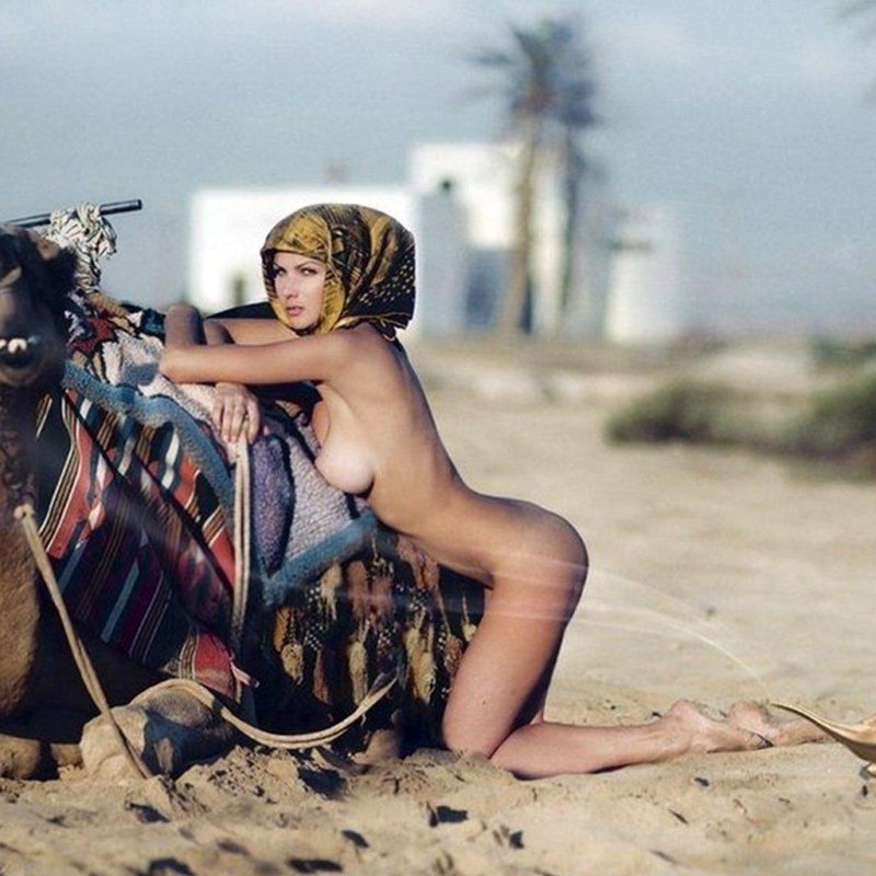 Camel in the desert