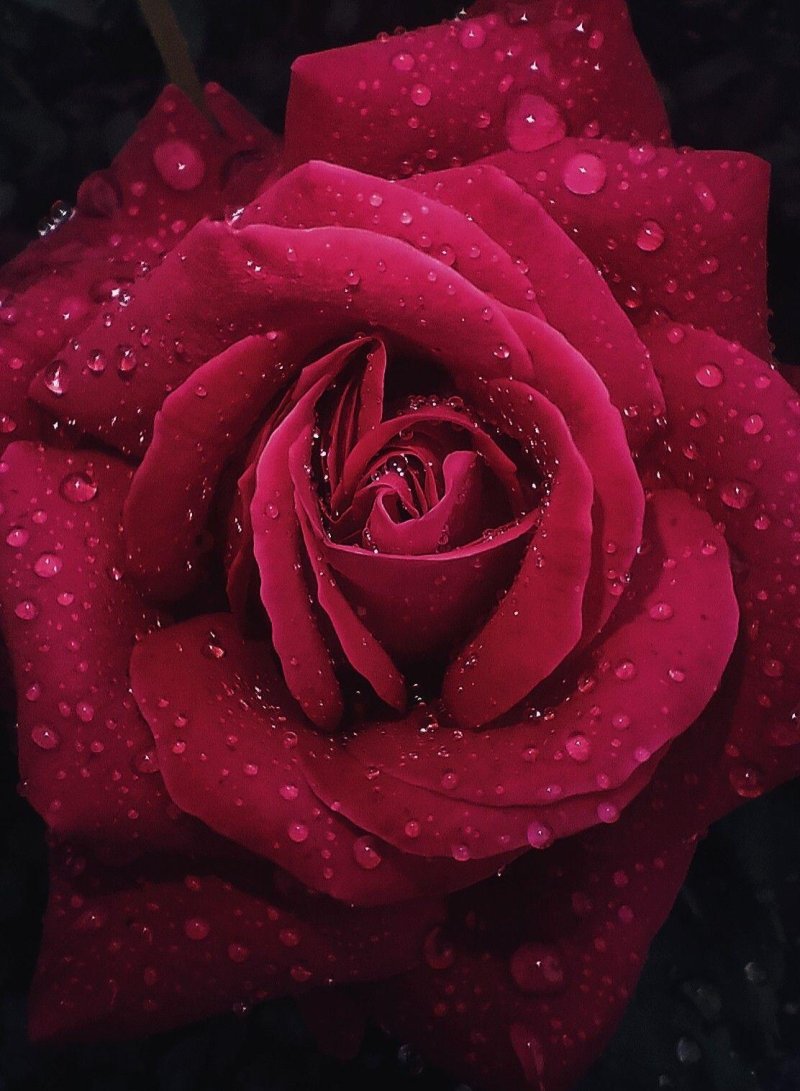 And rose