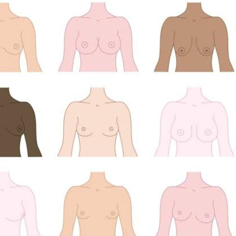 View of the female breast