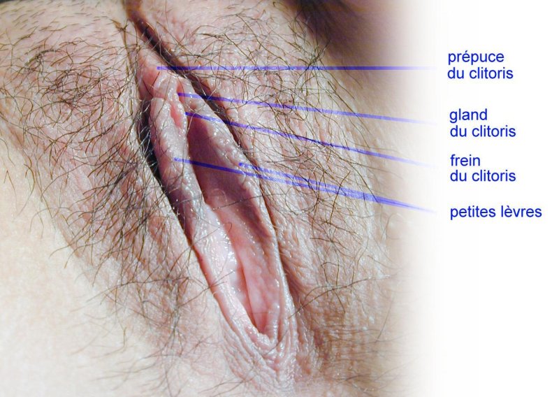 Female genitalia