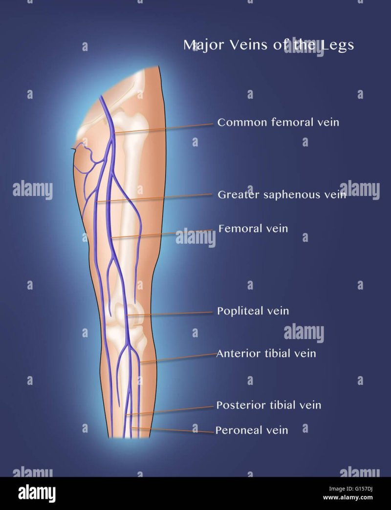 Femoral vein