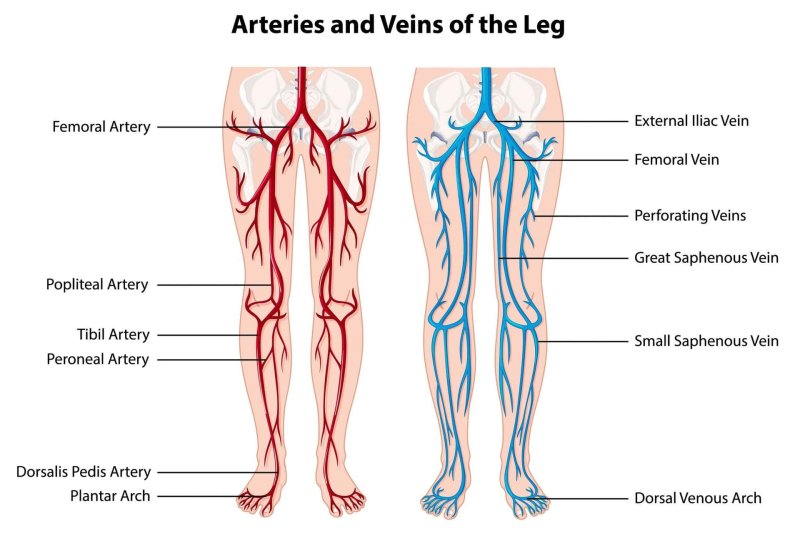 Feet arteries