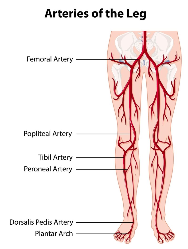 Arteries on the legs