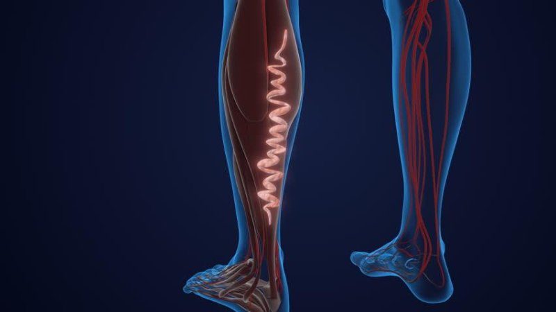 Brows of the lower limb