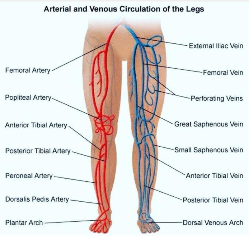 Dorsalis pedis artery