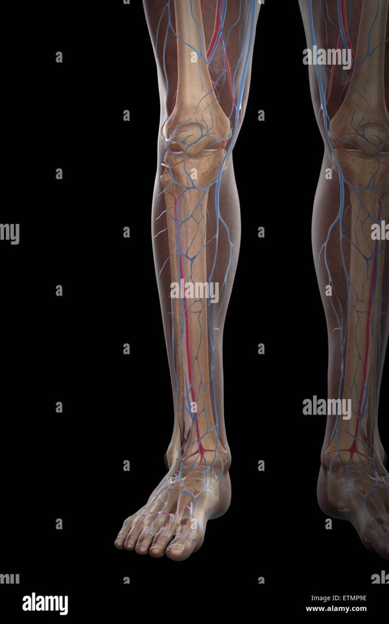 Posterior tibial artery