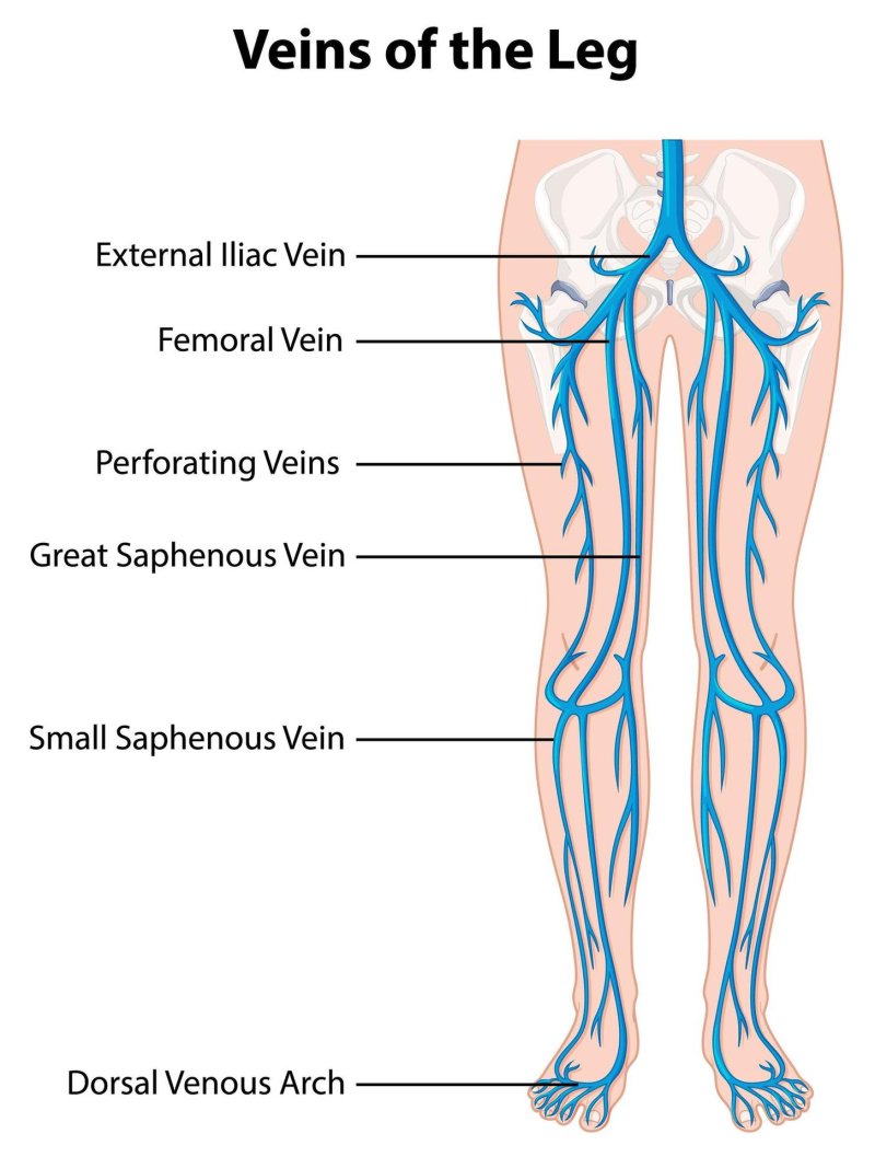 Great saphenous vein